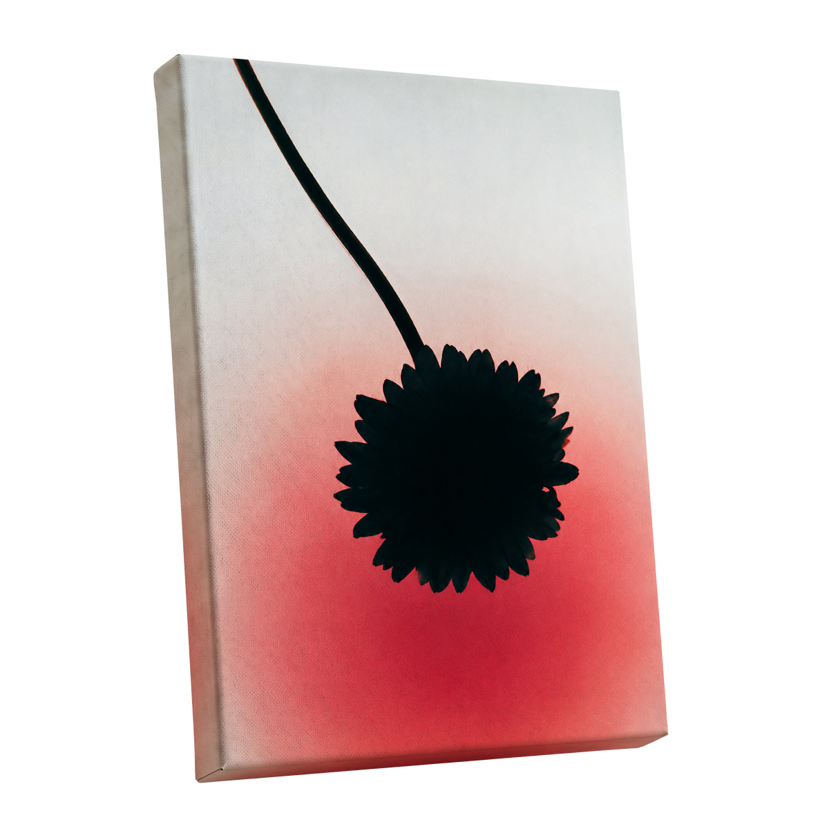 Bloom in Blush, black, pink, red floral wall art shown as a stretched canvas wall art