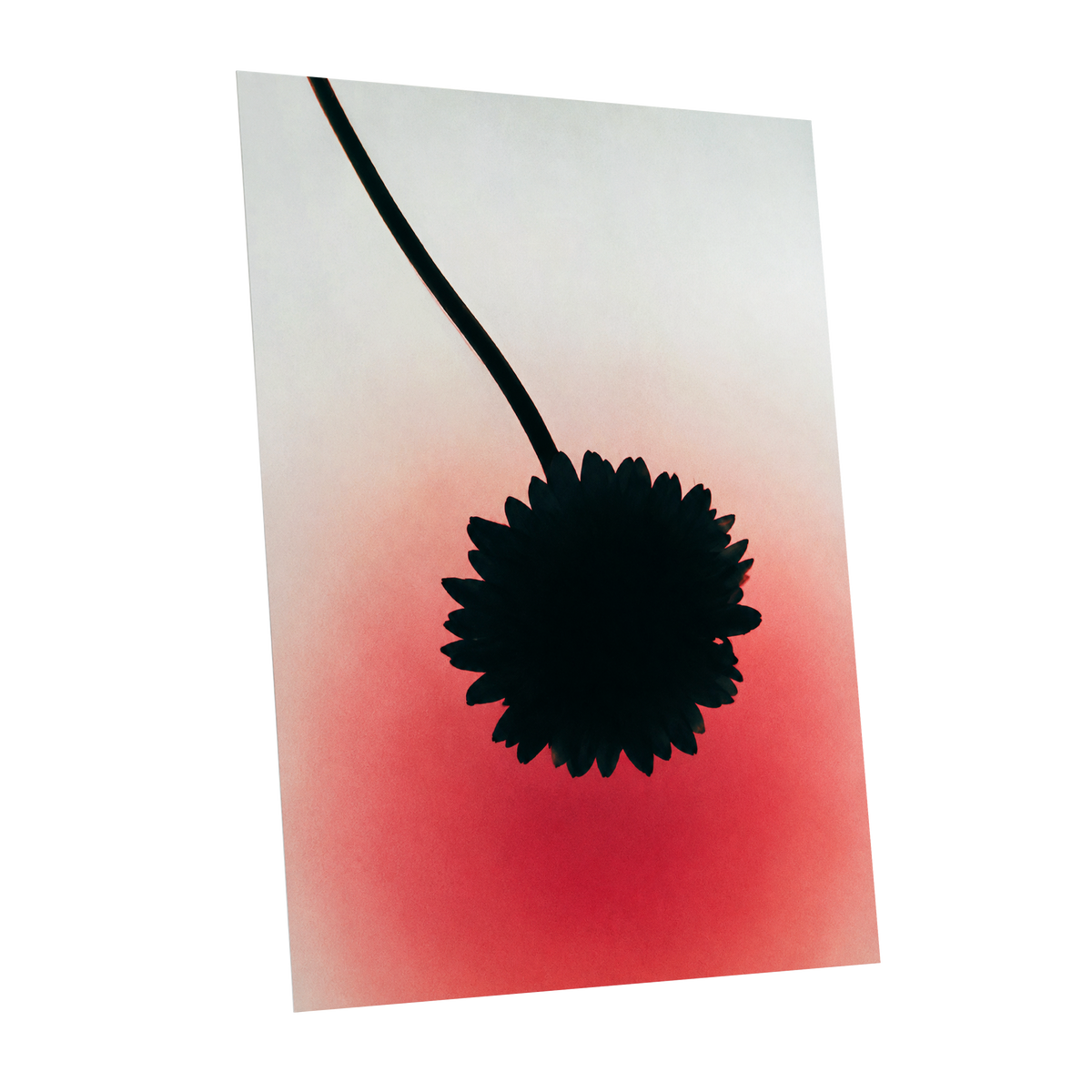 Bloom in Blush, black, pink, red floral wall art shown as a unframed poster wall art print