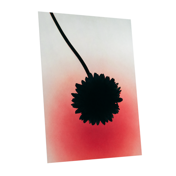 Bloom in Blush, black, pink, red floral wall art shown as a unframed poster wall art print
