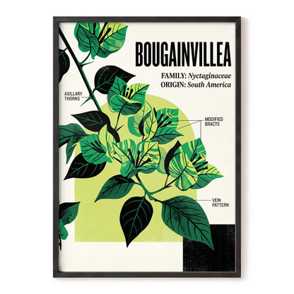 Bougainvillea Study, green, black, beige floral wall art, front artwork view