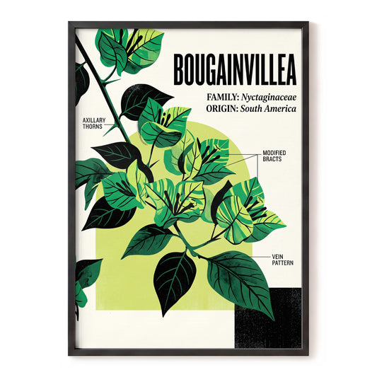 Bougainvillea Study, green, black, beige floral wall art, front artwork view