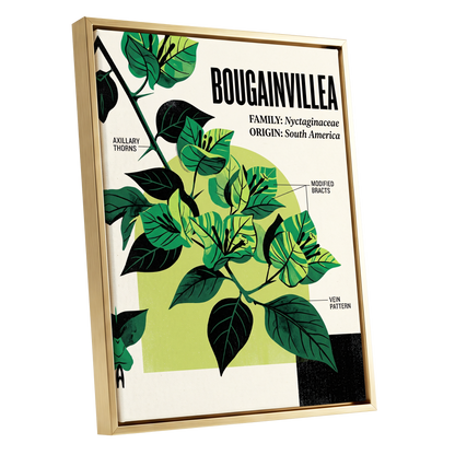 Bougainvillea Study, green, black, beige floral wall art shown as a gold framed canvas wall art