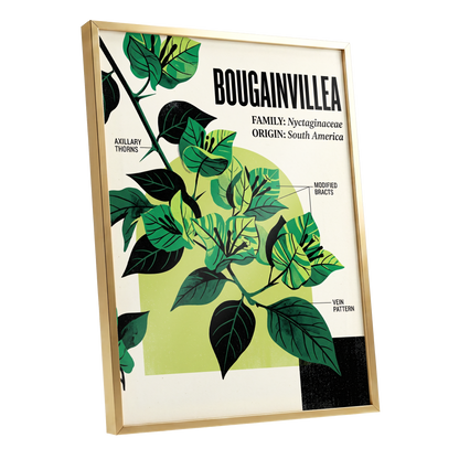 Bougainvillea Study, green, black, beige floral wall art shown as a gold framed poster wall art print