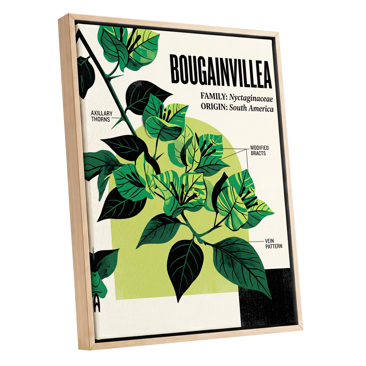 Bougainvillea Study, green, black, beige floral wall art shown as a oak framed canvas wall art