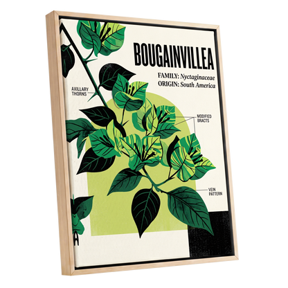 Bougainvillea Study, green, black, beige floral wall art shown as a oak framed canvas wall art
