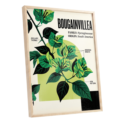 Bougainvillea Study, green, black, beige floral wall art shown as a oak framed poster wall art print
