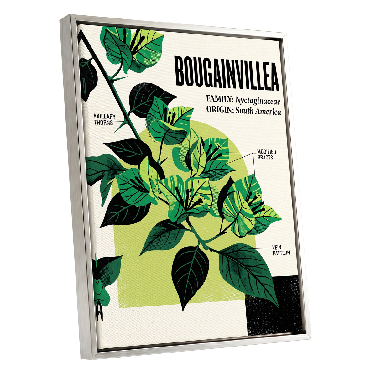 Bougainvillea Study, green, black, beige floral wall art shown as a silver framed canvas wall art