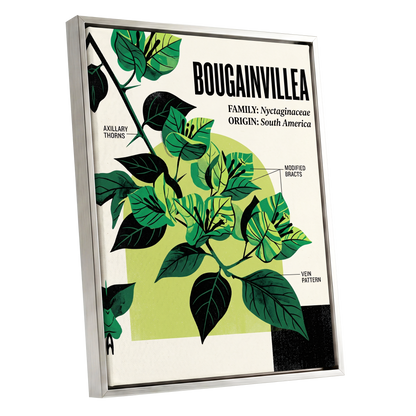 Bougainvillea Study, green, black, beige floral wall art shown as a silver framed canvas wall art