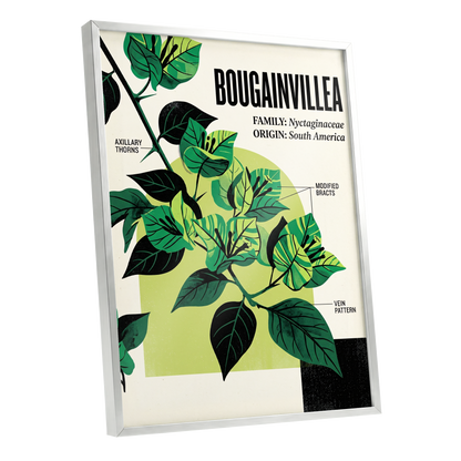 Bougainvillea Study, green, black, beige floral wall art shown as a silver framed poster wall art print