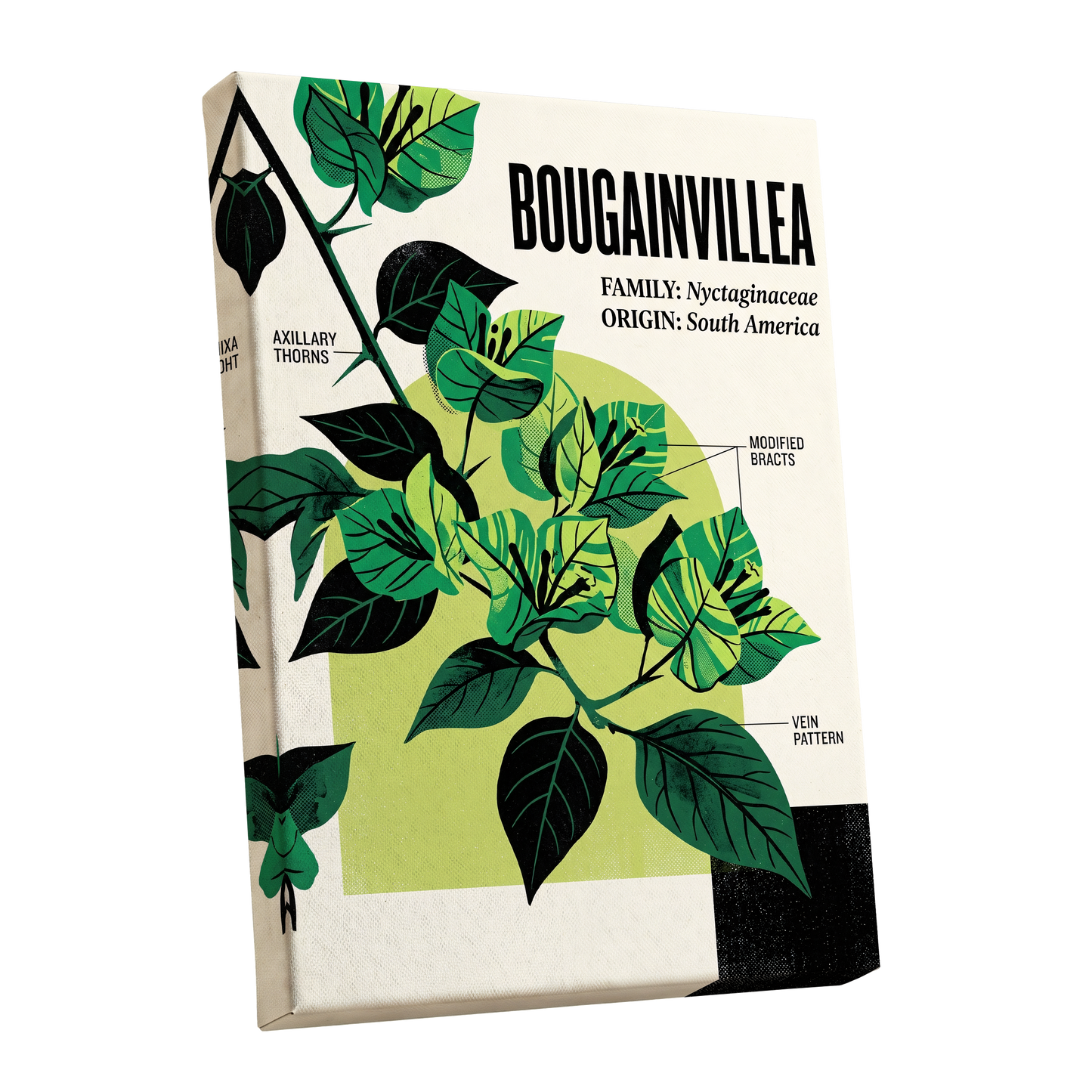 Bougainvillea Study, green, black, beige floral wall art shown as a stretched canvas wall art