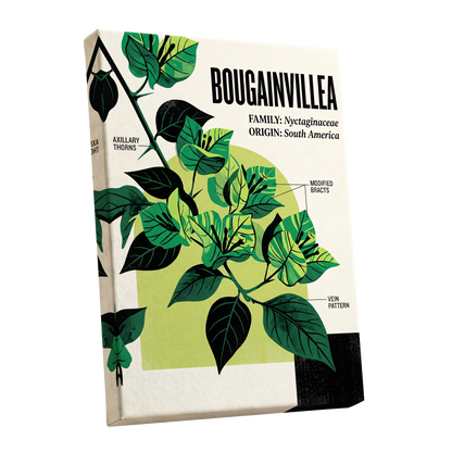 Bougainvillea Study, green, black, beige floral wall art shown as a stretched canvas wall art