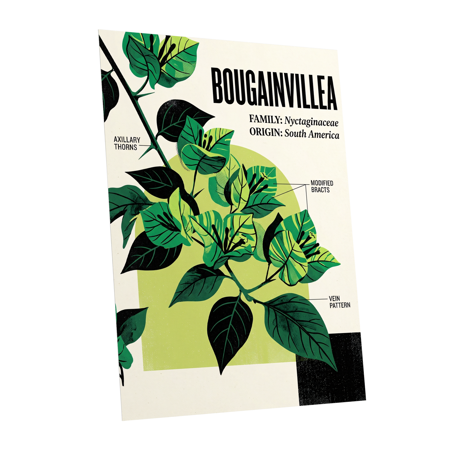 Bougainvillea Study, green, black, beige floral wall art shown as a unframed poster wall art print