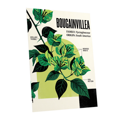Bougainvillea Study, green, black, beige floral wall art shown as a unframed poster wall art print