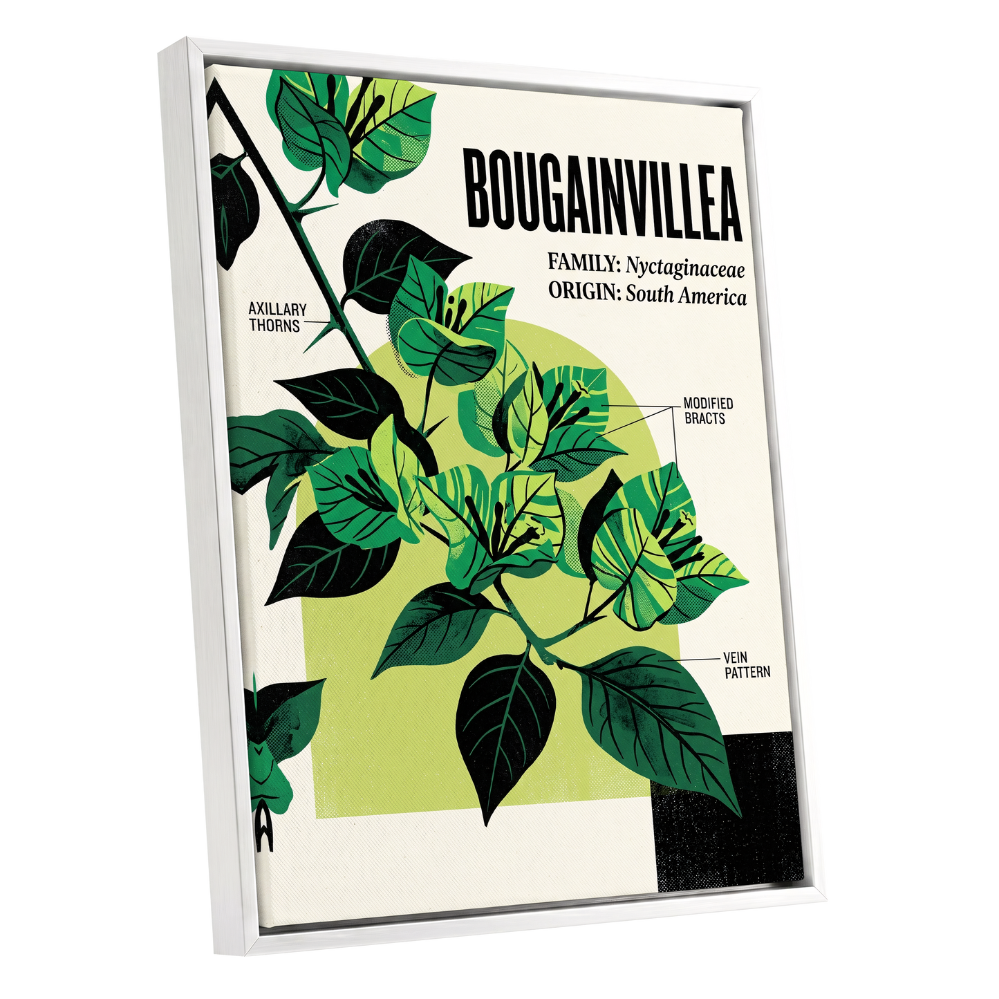 Bougainvillea Study, green, black, beige floral wall art shown as a white framed canvas wall art