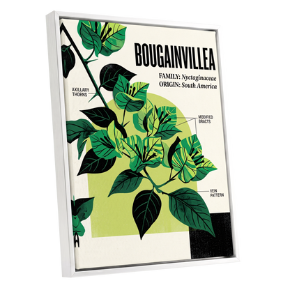 Bougainvillea Study, green, black, beige floral wall art shown as a white framed canvas wall art
