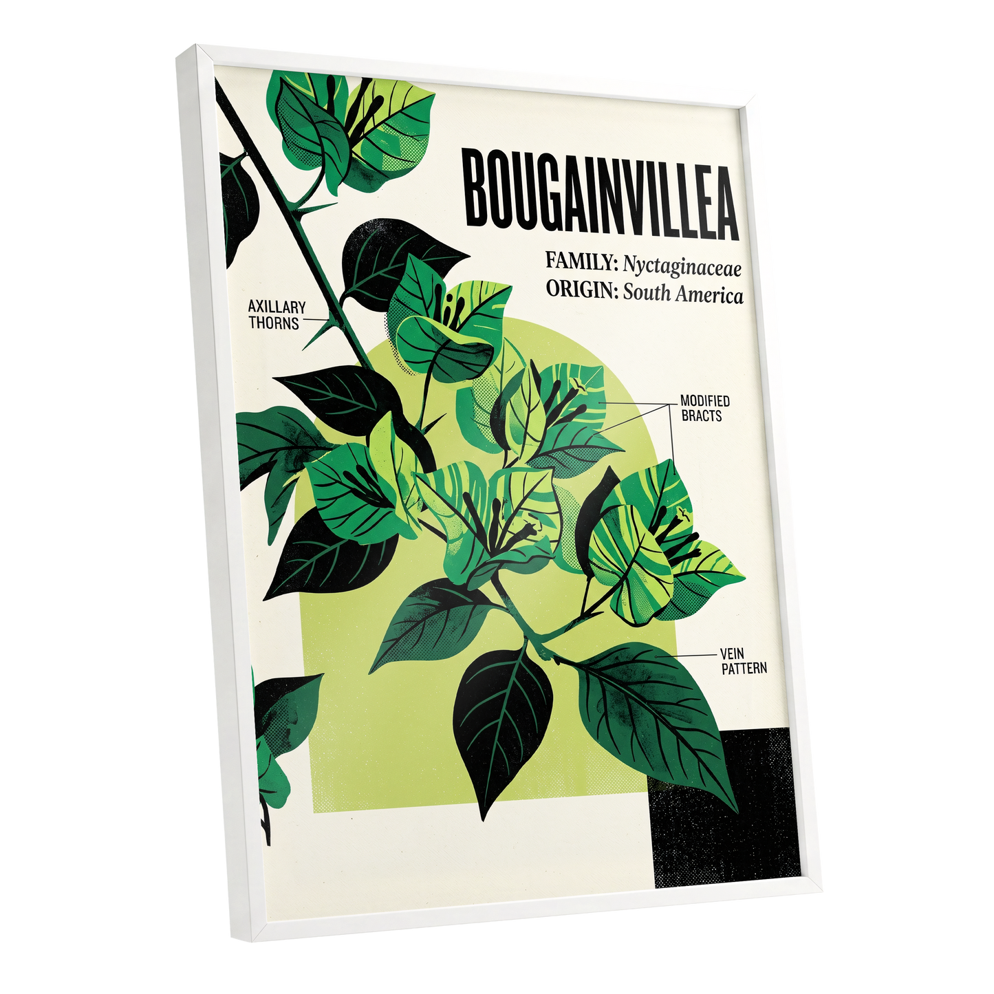Bougainvillea Study, green, black, beige floral wall art shown as a white framed poster wall art print