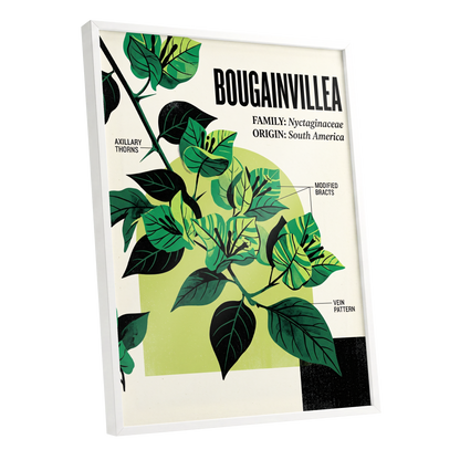 Bougainvillea Study, green, black, beige floral wall art shown as a white framed poster wall art print