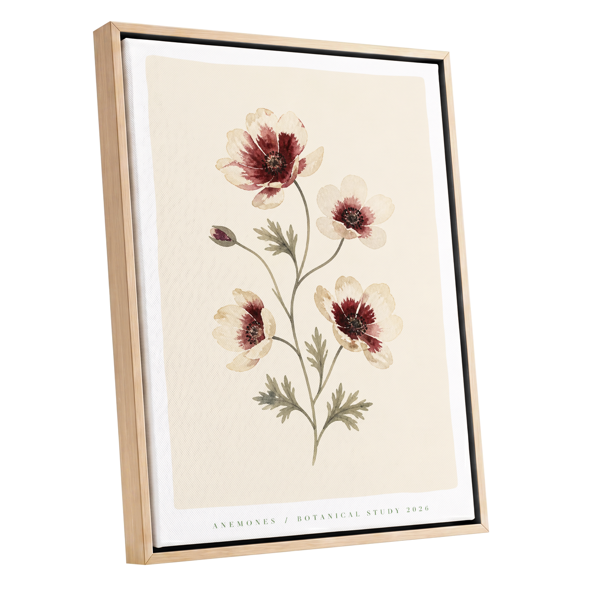 Crimson Anemone Study, beige, red, green floral wall art shown as a oak framed canvas wall art