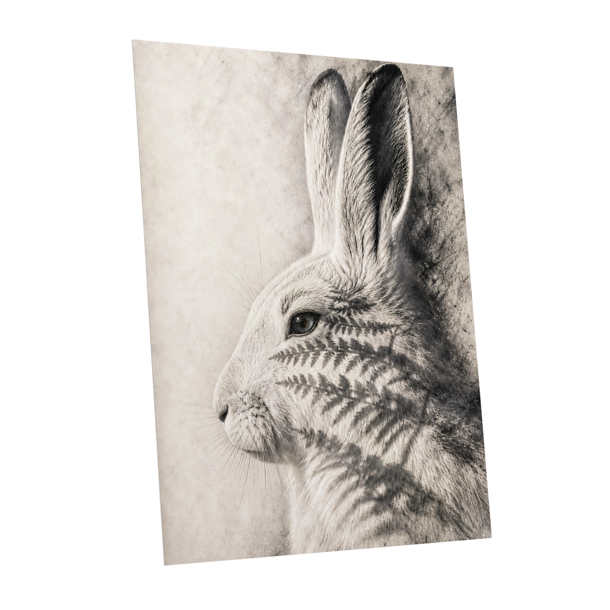 Hare in Hushed Light, white, gray, black nature wall art shown as a unframed poster wall art print