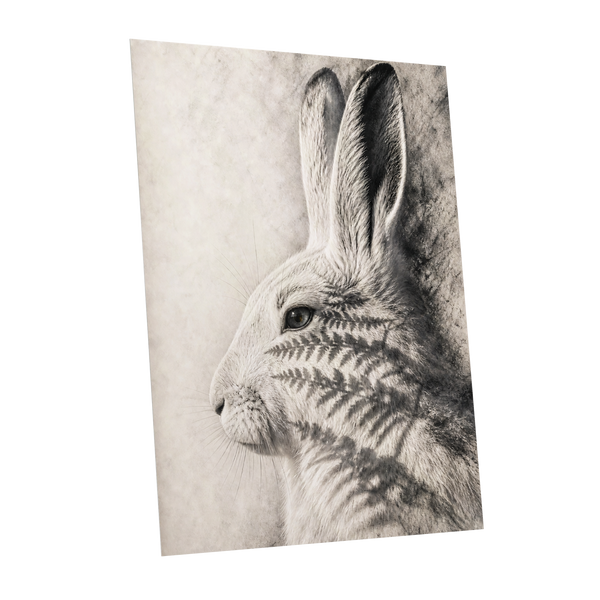 Hare in Hushed Light, white, gray, black nature wall art shown as a unframed poster wall art print