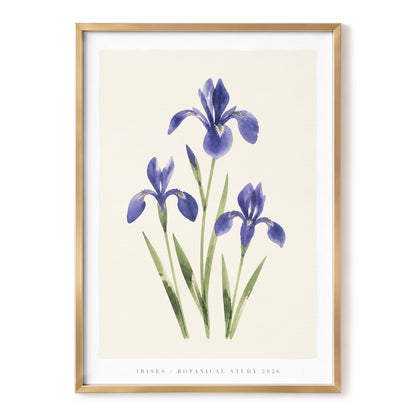 Indigo Iris Study, purple, green, beige floral wall art, front artwork view
