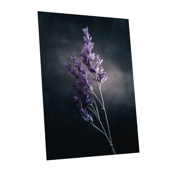 Lavender After Dark, black, purple, gray floral wall art shown as a unframed poster wall art print