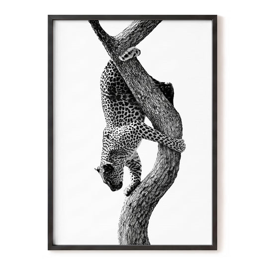 Leopard in Repose, black, white, gray nature wall art, front artwork view