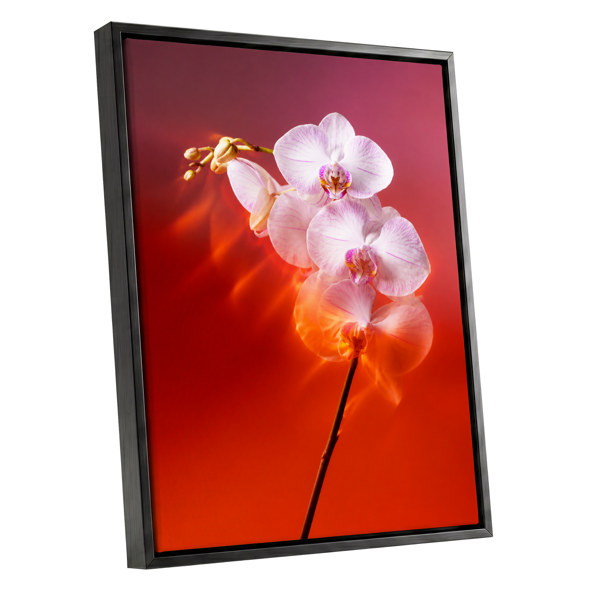 Orchid Ember, white, pink, red floral wall art shown as a black framed canvas wall art