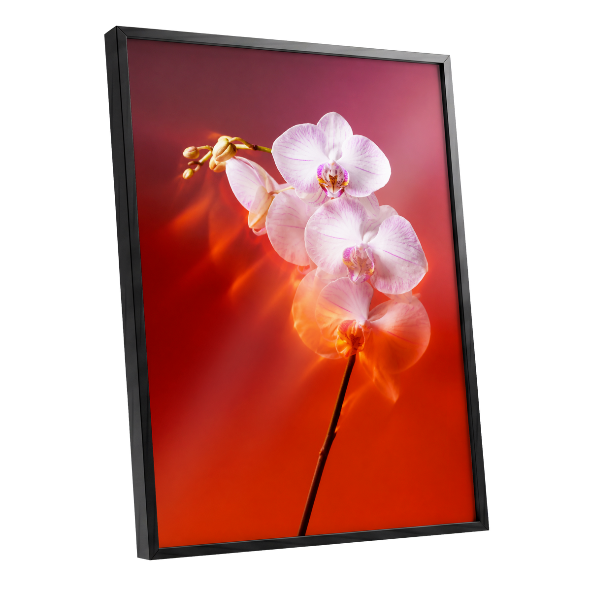 Orchid Ember, white, pink, red floral wall art shown as a black framed poster wall art print