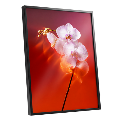 Orchid Ember, white, pink, red floral wall art shown as a black framed poster wall art print