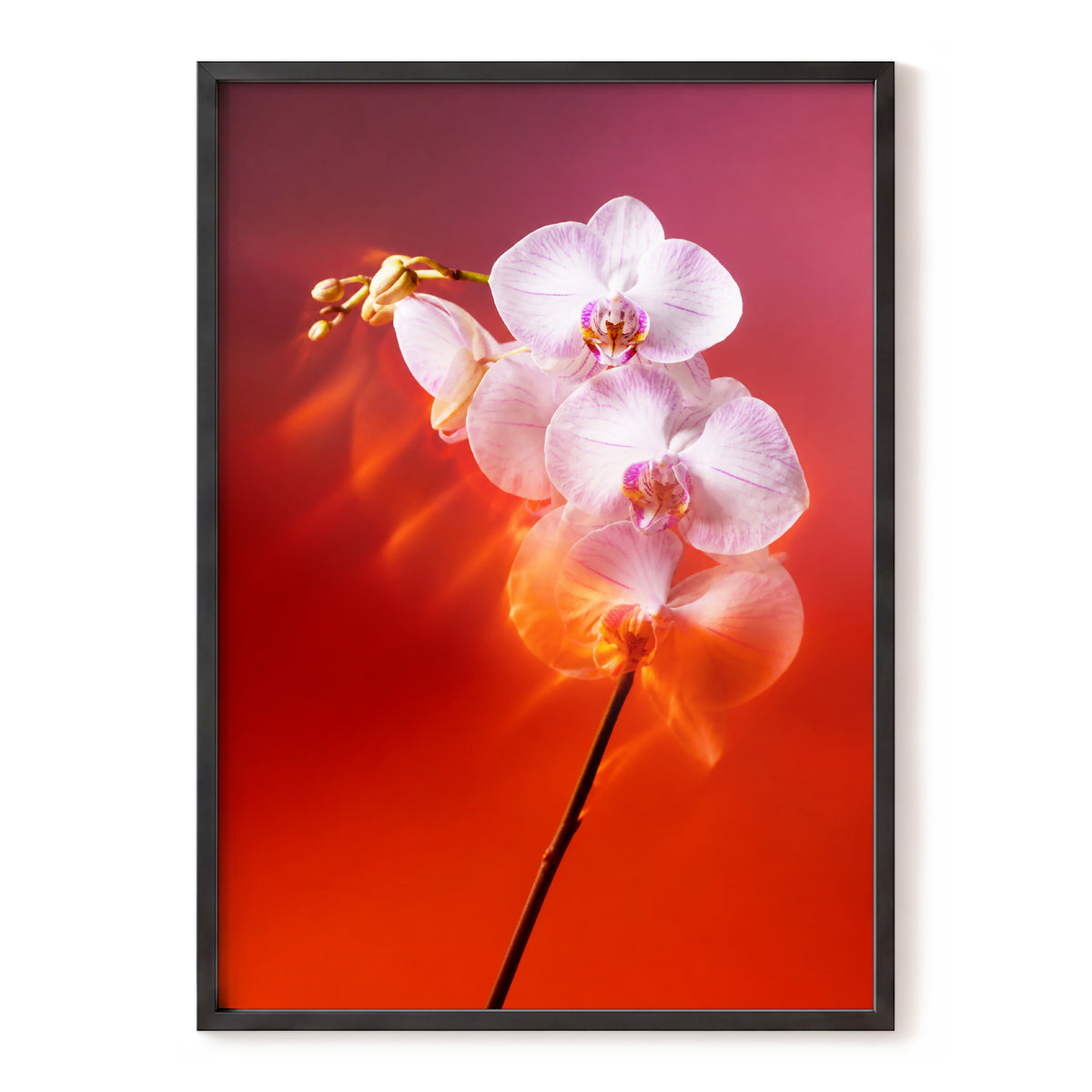 Orchid Ember, white, pink, red floral wall art, front artwork view