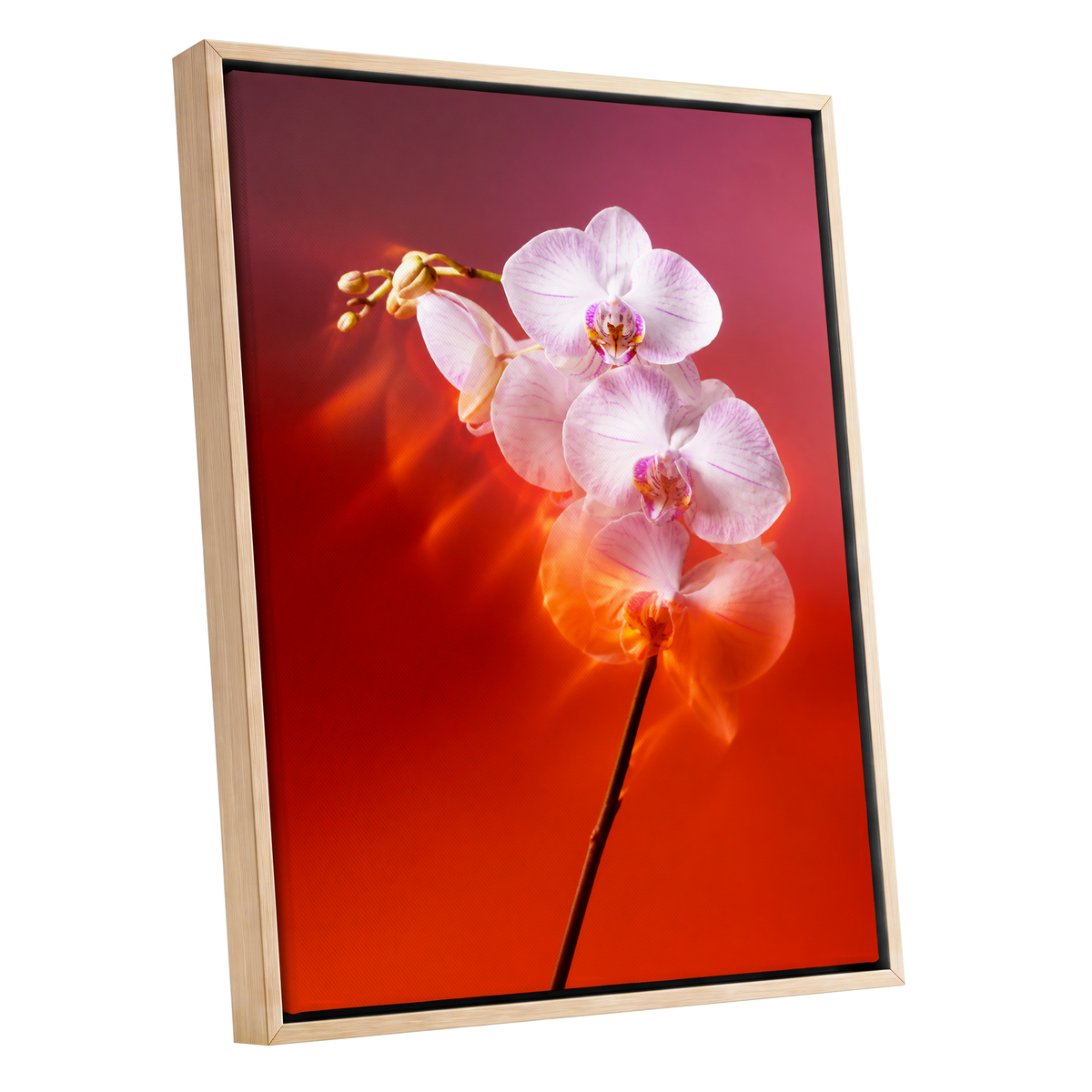 Orchid Ember, white, pink, red floral wall art shown as a oak framed canvas wall art