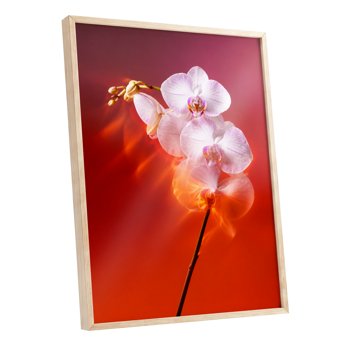 Orchid Ember, white, pink, red floral wall art shown as a oak framed poster wall art print