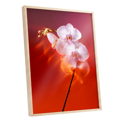 Orchid Ember, white, pink, red floral wall art shown as a oak framed poster wall art print