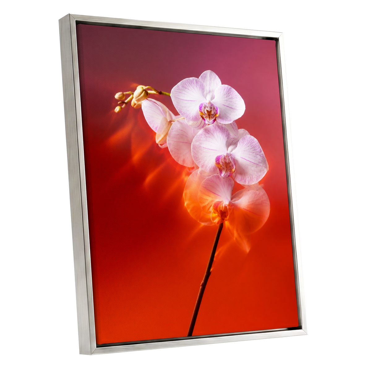 Orchid Ember, white, pink, red floral wall art shown as a silver framed canvas wall art