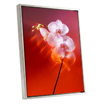 Orchid Ember, white, pink, red floral wall art shown as a silver framed canvas wall art