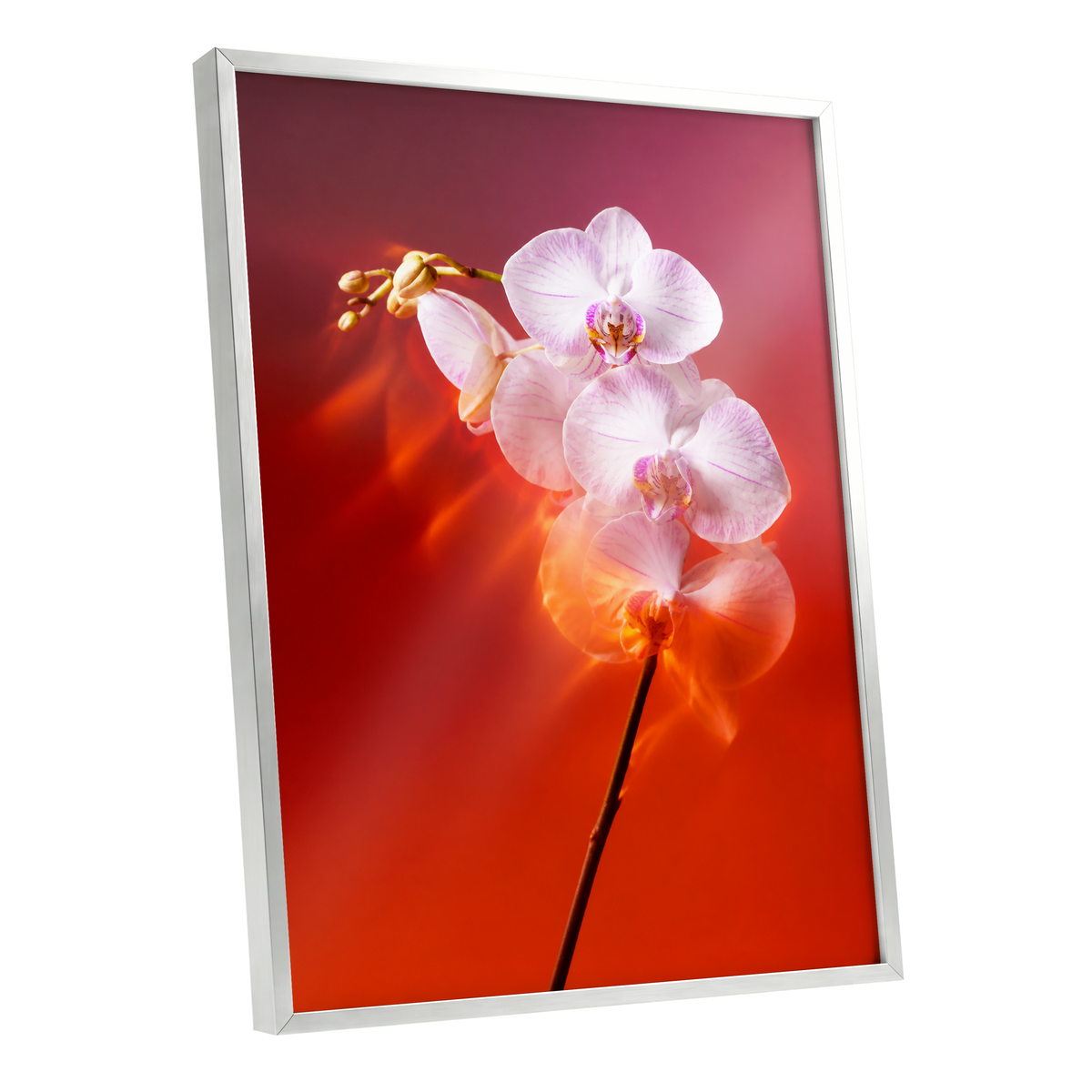 Orchid Ember, white, pink, red floral wall art shown as a silver framed poster wall art print