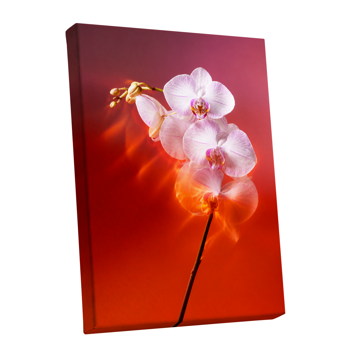 Orchid Ember, white, pink, red floral wall art shown as a stretched canvas wall art
