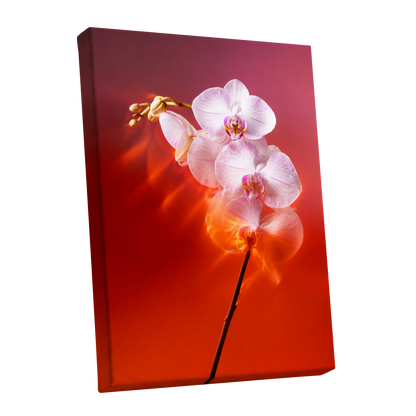 Orchid Ember, white, pink, red floral wall art shown as a stretched canvas wall art