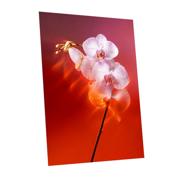 Orchid Ember, white, pink, red floral wall art shown as a unframed poster wall art print