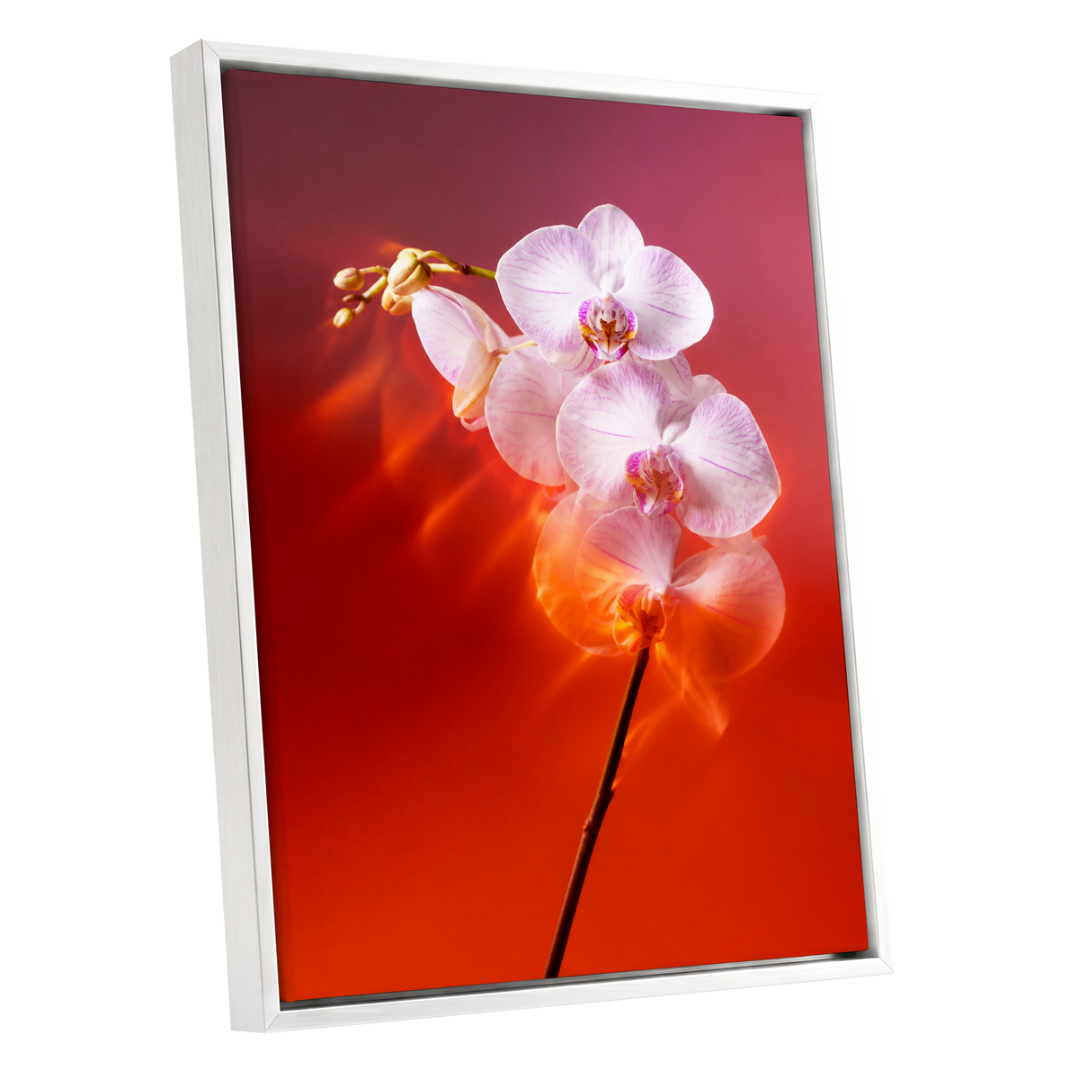 Orchid Ember, white, pink, red floral wall art shown as a white framed canvas wall art