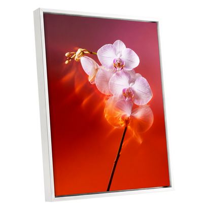 Orchid Ember, white, pink, red floral wall art shown as a white framed canvas wall art