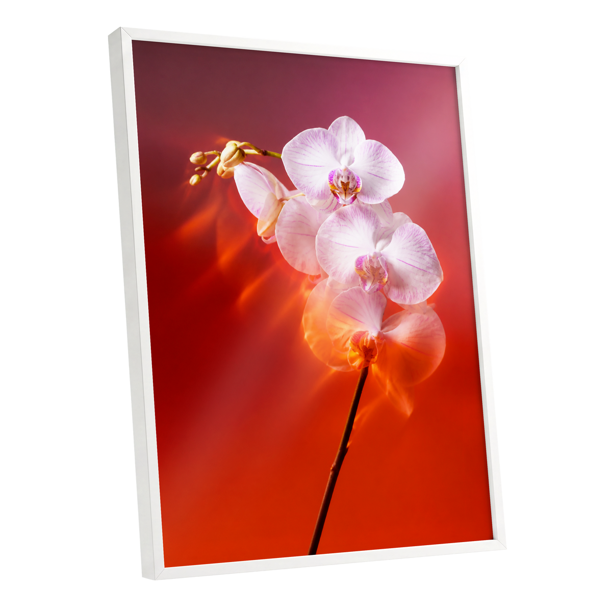Orchid Ember, white, pink, red floral wall art shown as a white framed poster wall art print