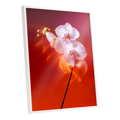 Orchid Ember, white, pink, red floral wall art shown as a white framed poster wall art print