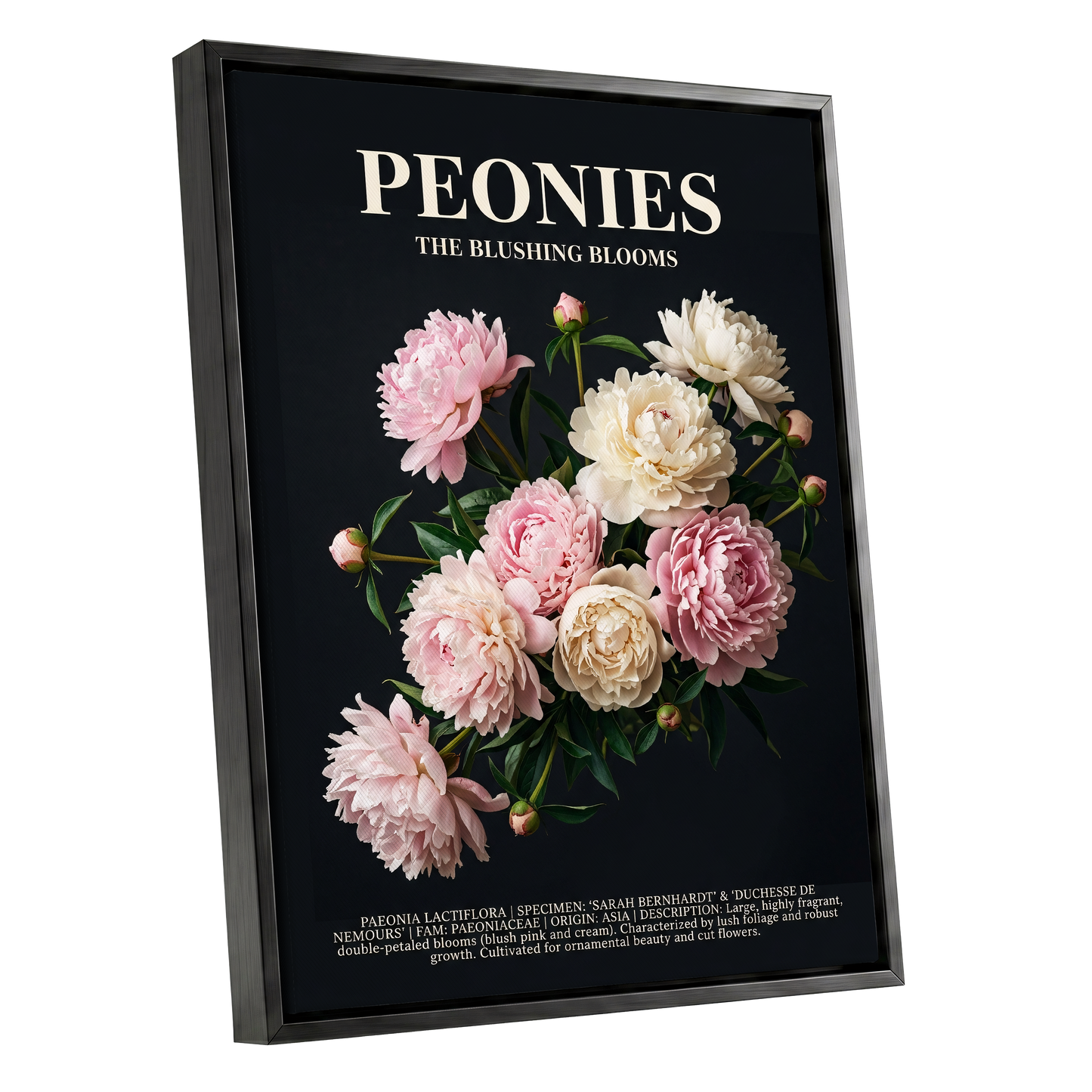 Peonies After Dark, black, pink, white floral wall art shown as a black framed canvas wall art