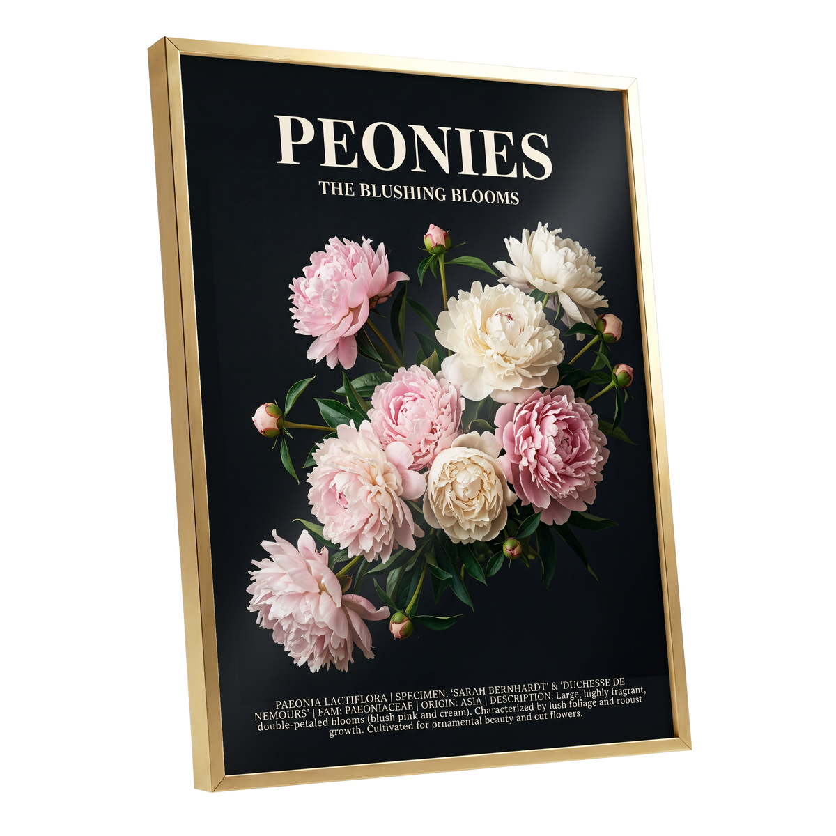 Peonies After Dark, black, pink, white floral wall art shown as a gold framed poster wall art print