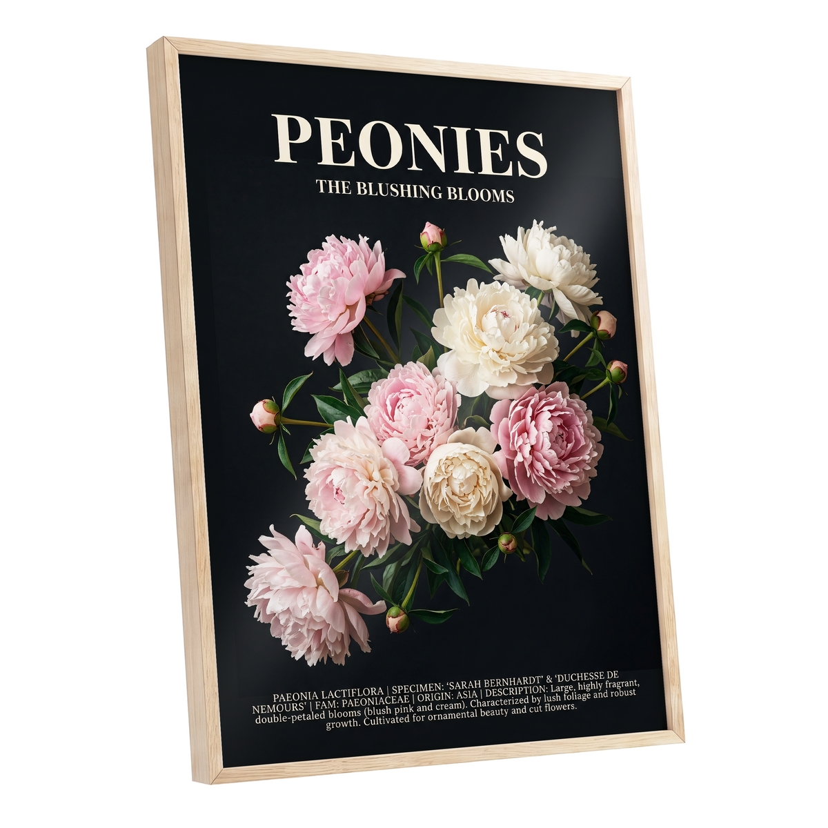 Peonies After Dark, black, pink, white floral wall art shown as a oak framed poster wall art print