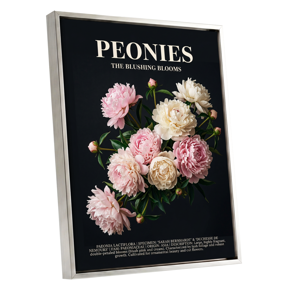 Peonies After Dark, black, pink, white floral wall art shown as a silver framed canvas wall art