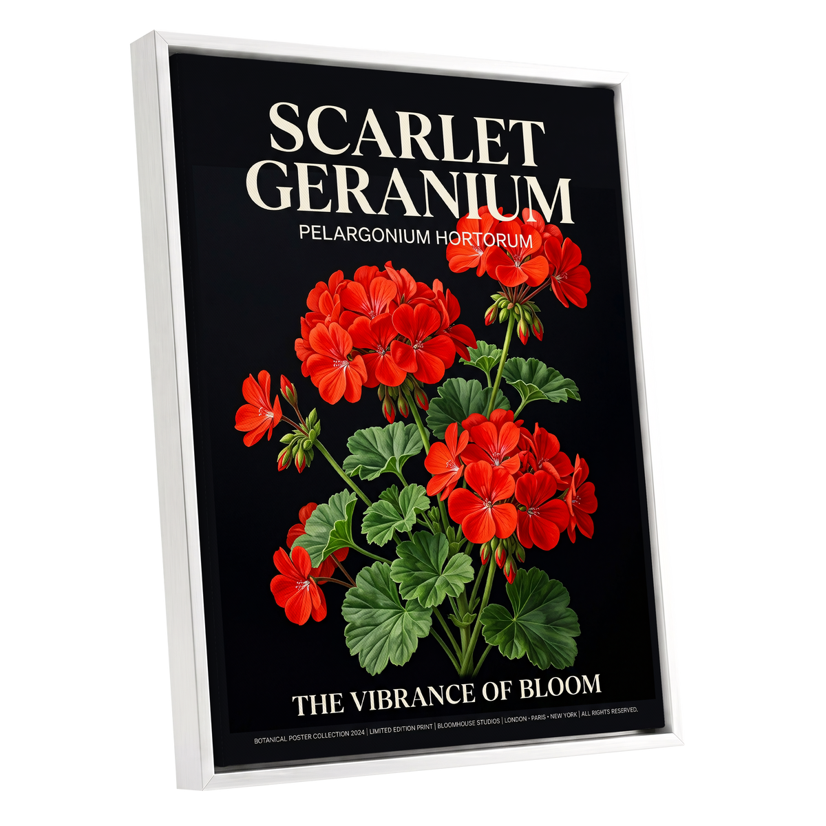 Scarlet Geranium Nocturne, black, green, red floral wall art shown as a white framed canvas wall art