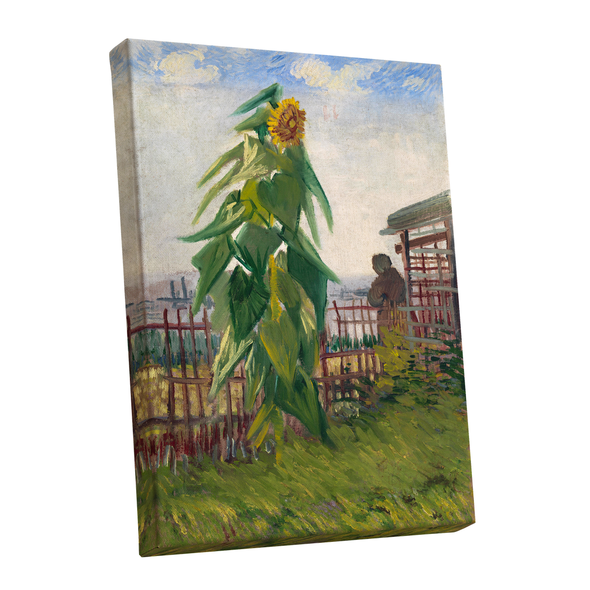 Sunflower Above the Fence, green, yellow, blue floral wall art shown as a stretched canvas wall art